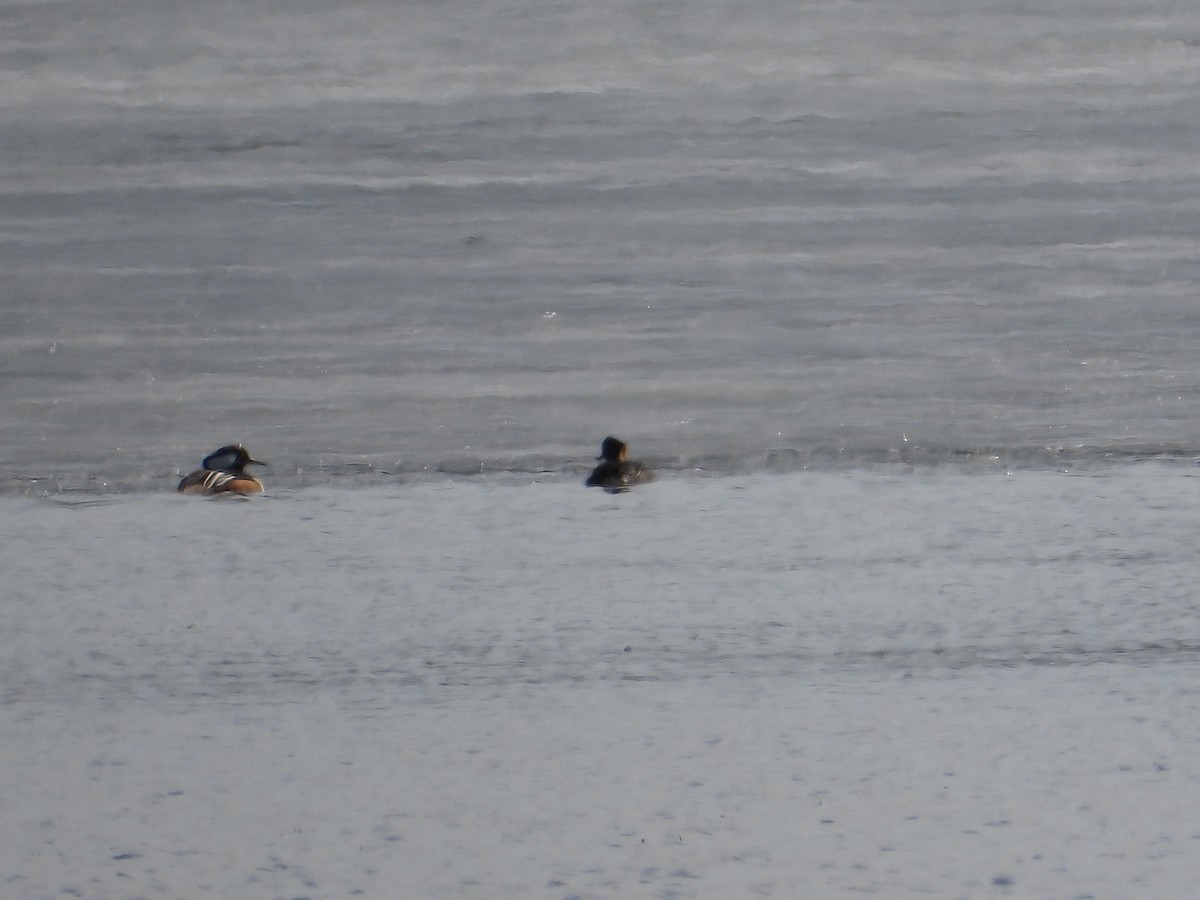 Hooded Merganser - ML615691332