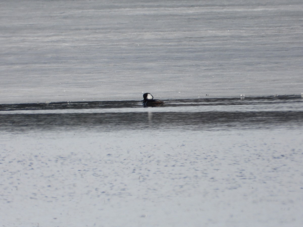 Hooded Merganser - ML615691333