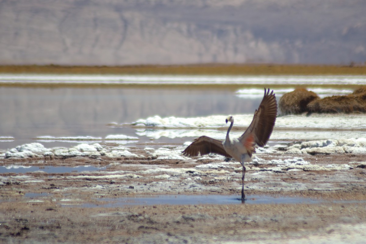 Andean Flamingo - ML615691341
