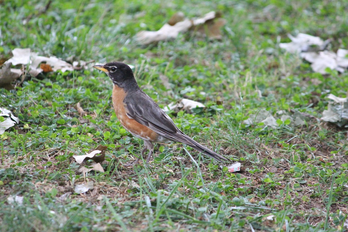 American Robin - Liz Jones