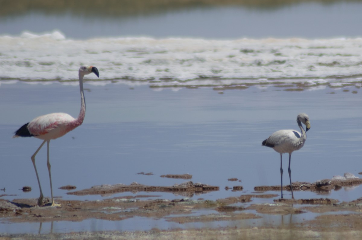 James's Flamingo - Gabriel Sandon