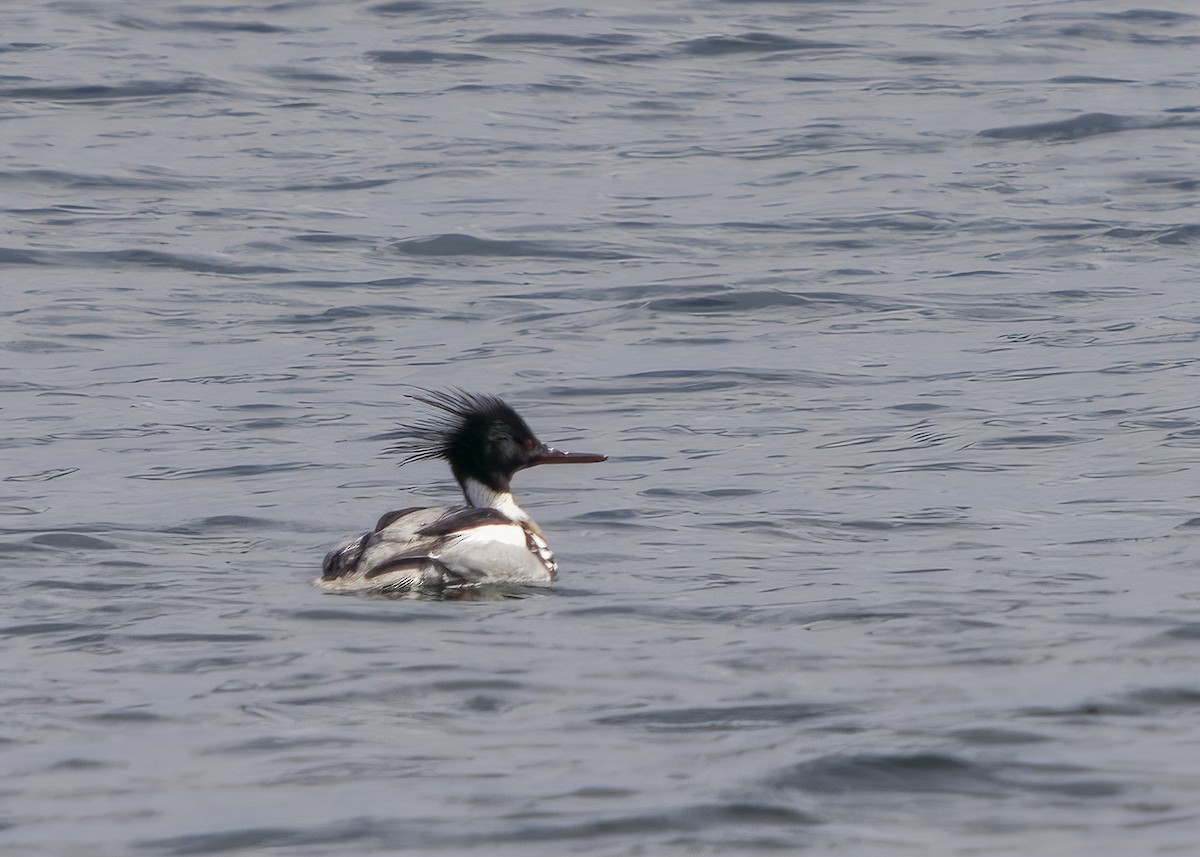 Red-breasted Merganser - Kit Muma