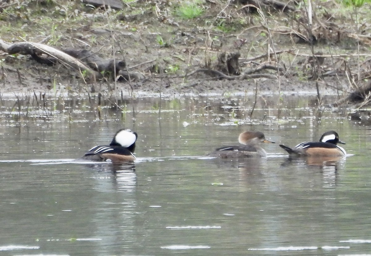 Hooded Merganser - ML615691362