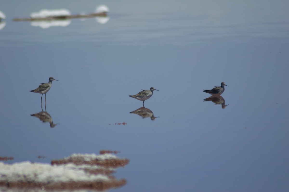 Greater Yellowlegs - ML615691374