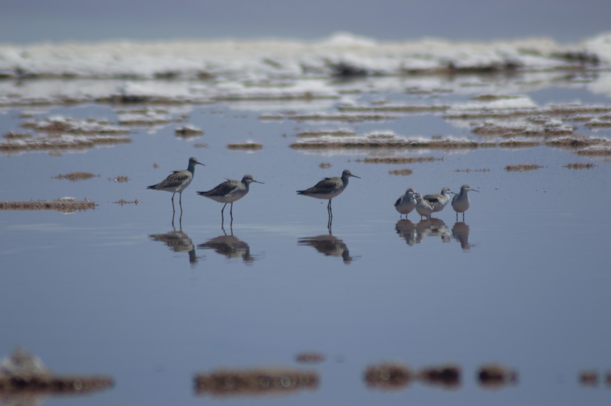 Wilson's Phalarope - ML615691379