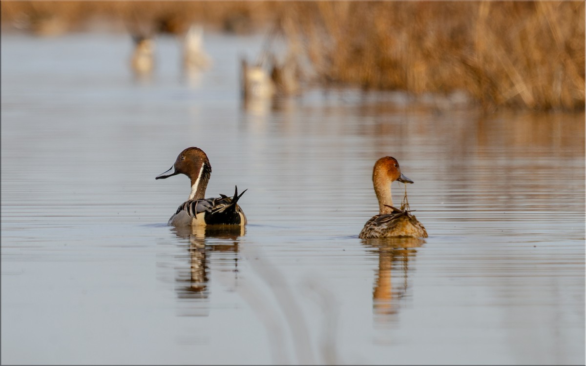 Northern Pintail - ML615691389