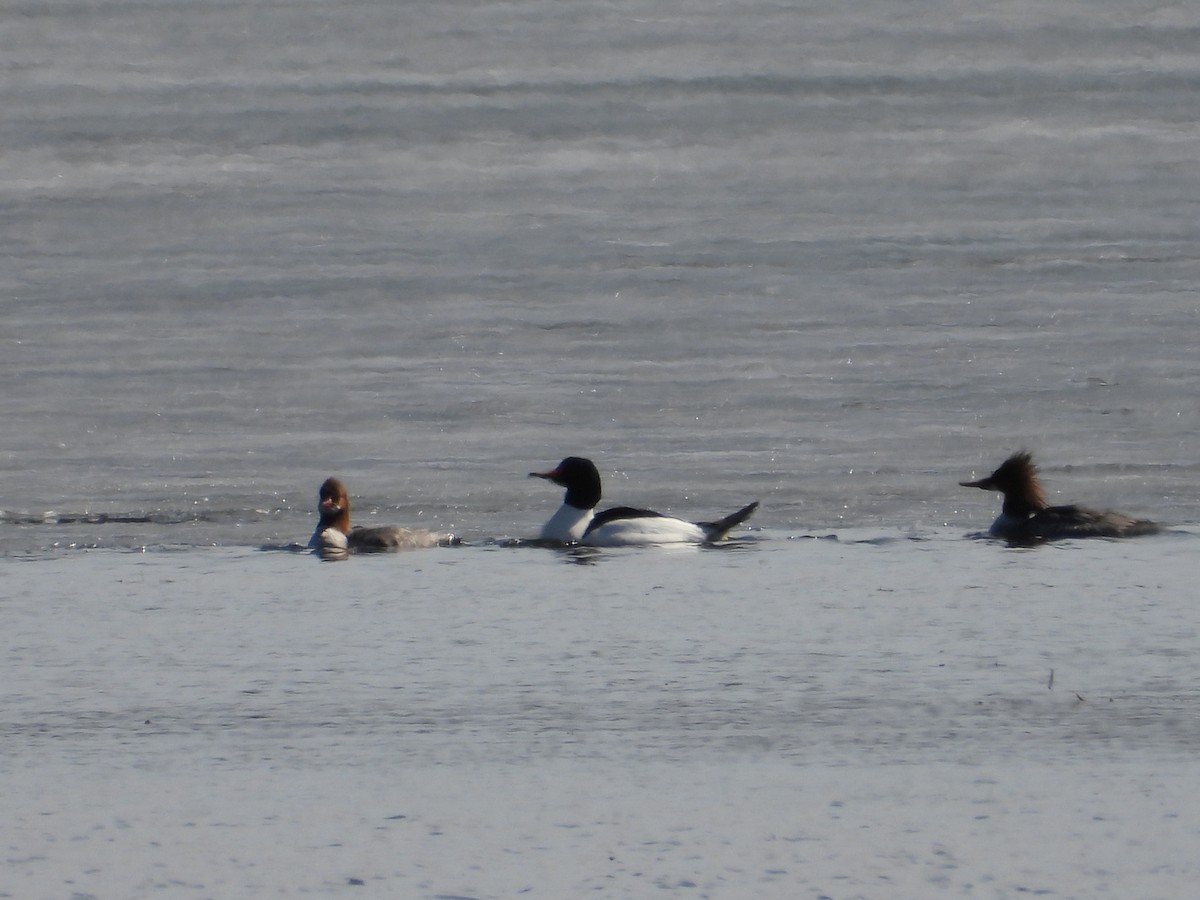 Common Merganser - ML615691397