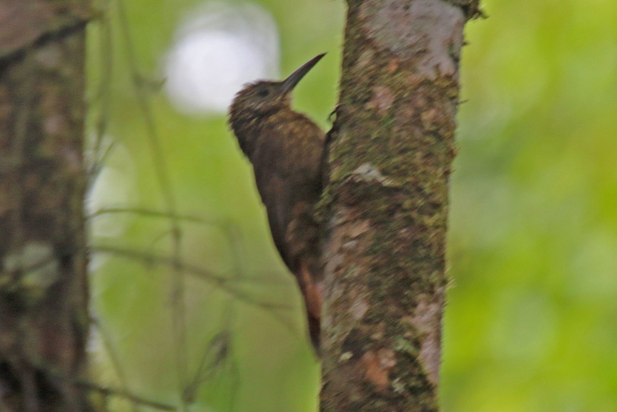 Ocellated Woodcreeper - ML615691434