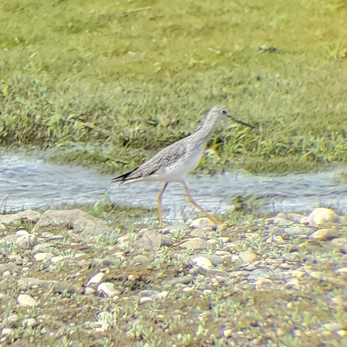 Greater Yellowlegs - Michael Hopper