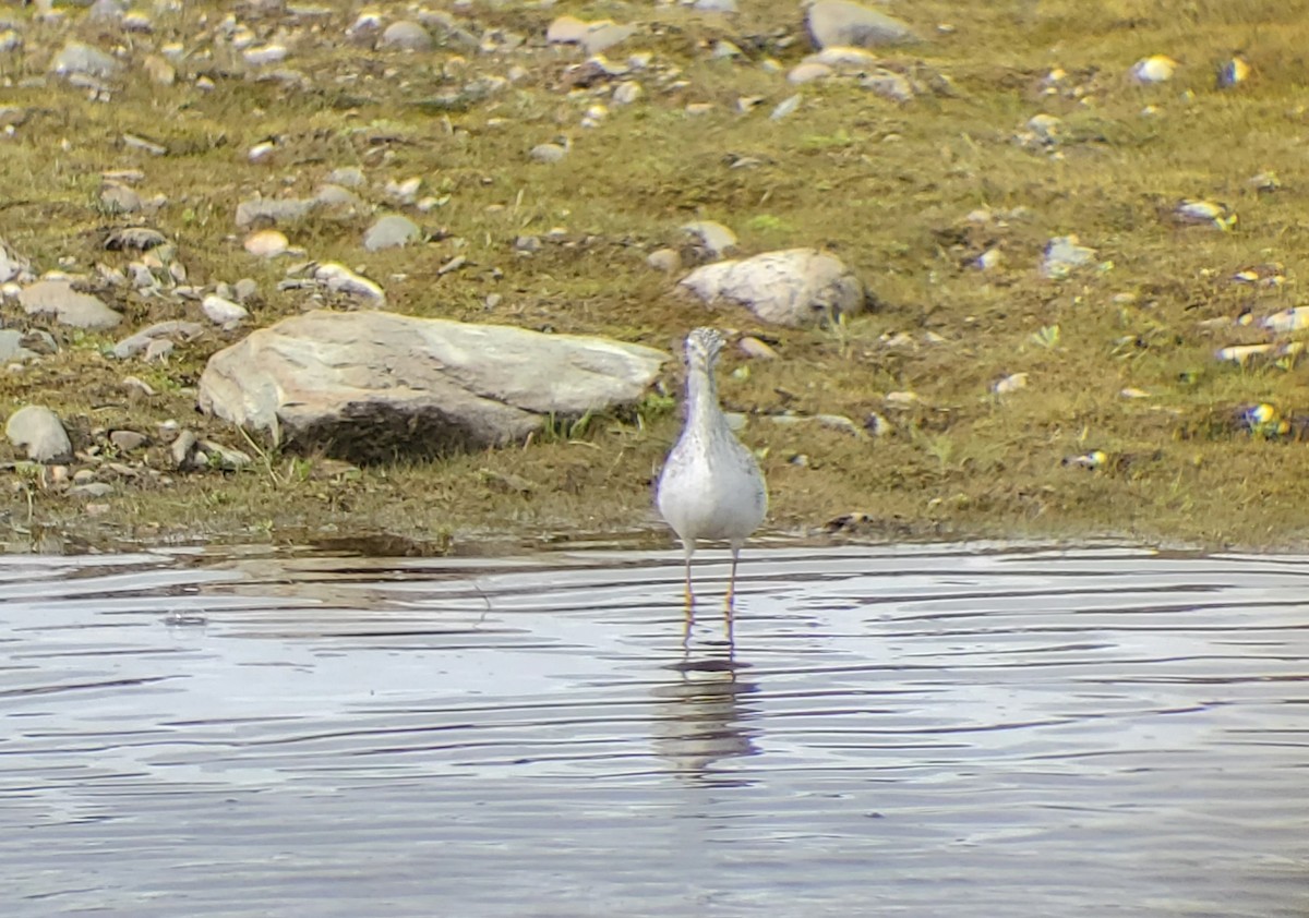 Greater Yellowlegs - Michael Hopper