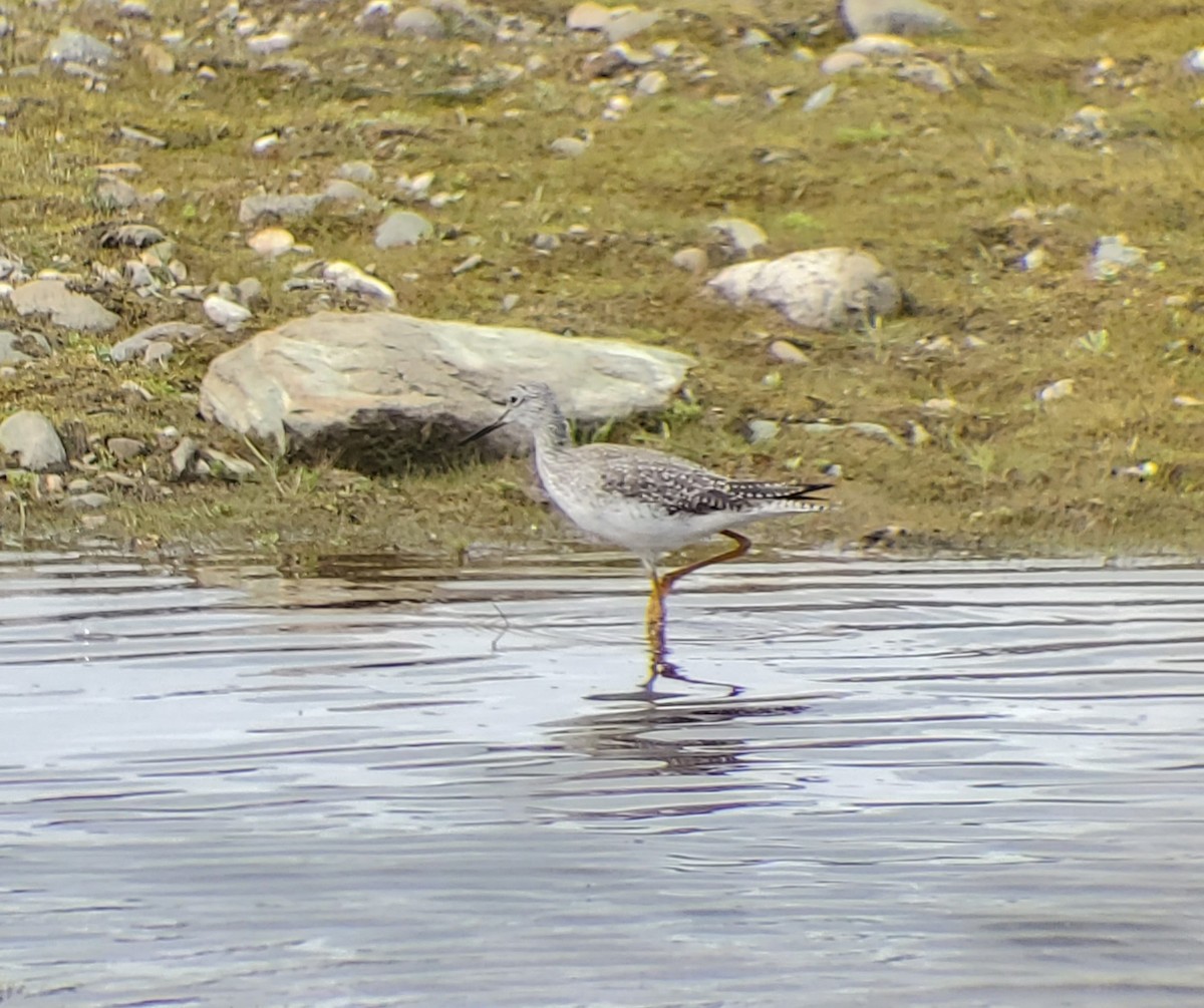 Greater Yellowlegs - ML615691468