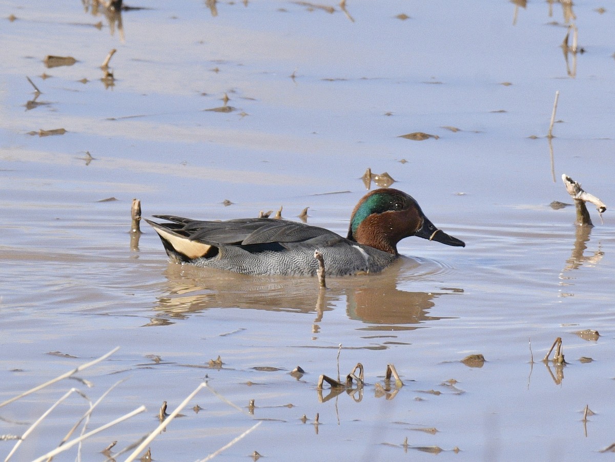 Green-winged Teal - ML615691490