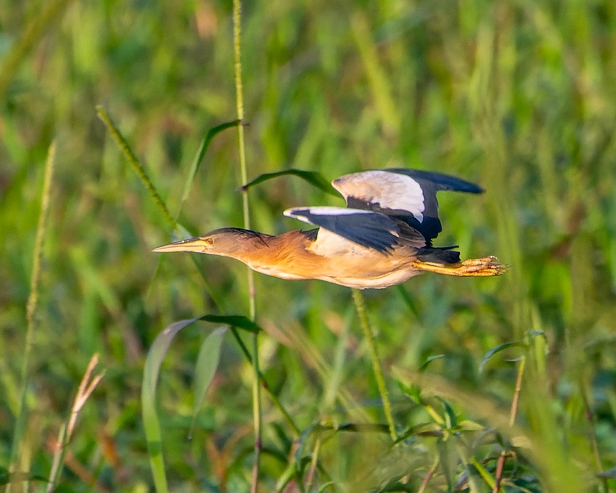 Little Bittern (African) - ML615691580