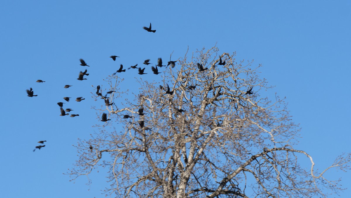 Brewer's Blackbird - ML615691581
