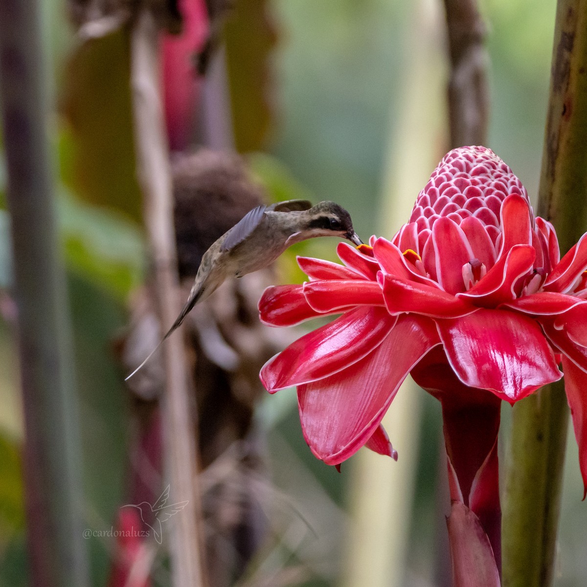 Pale-bellied Hermit - ML615691584