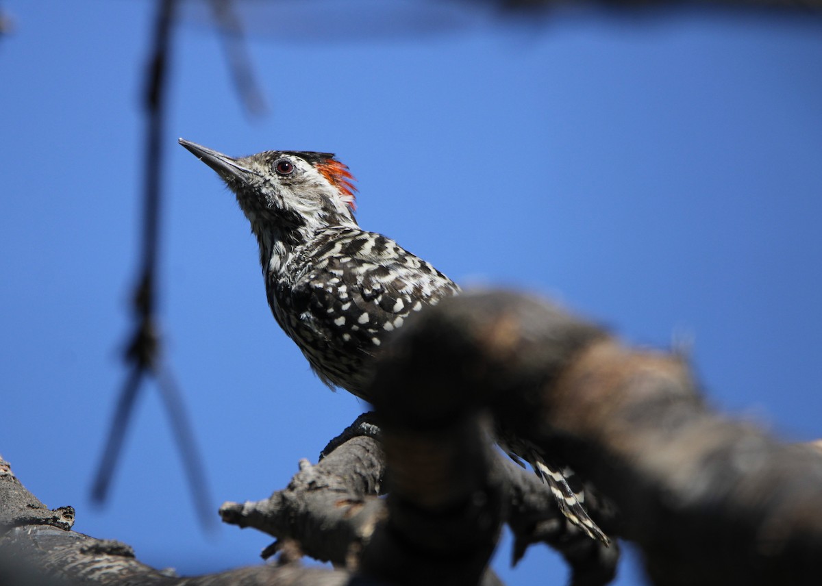 Striped Woodpecker - ML615691602