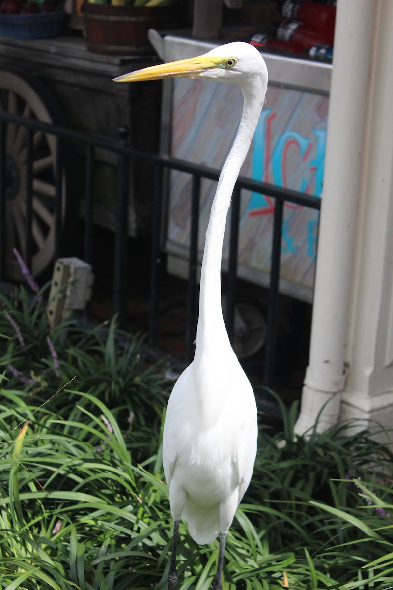 Great Egret - ML615691663