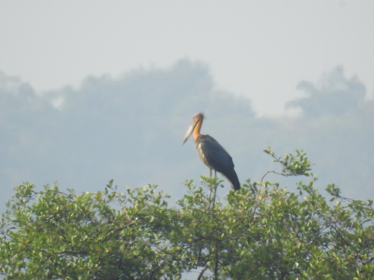 Lesser Adjutant - ML615691677