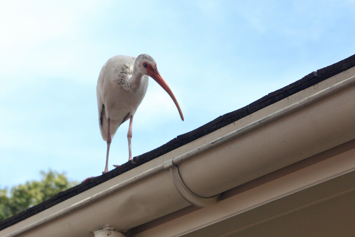 White Ibis - Liz Jones