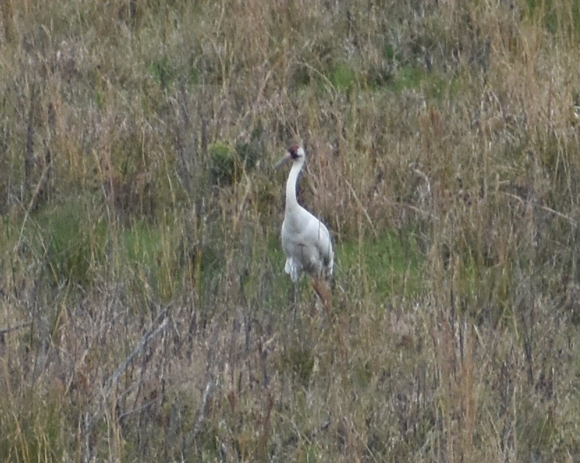 Grue blanche - ML615691733