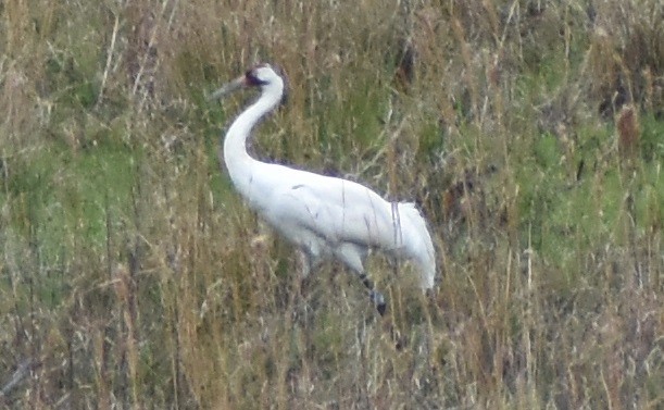 Whooping Crane - ML615691736