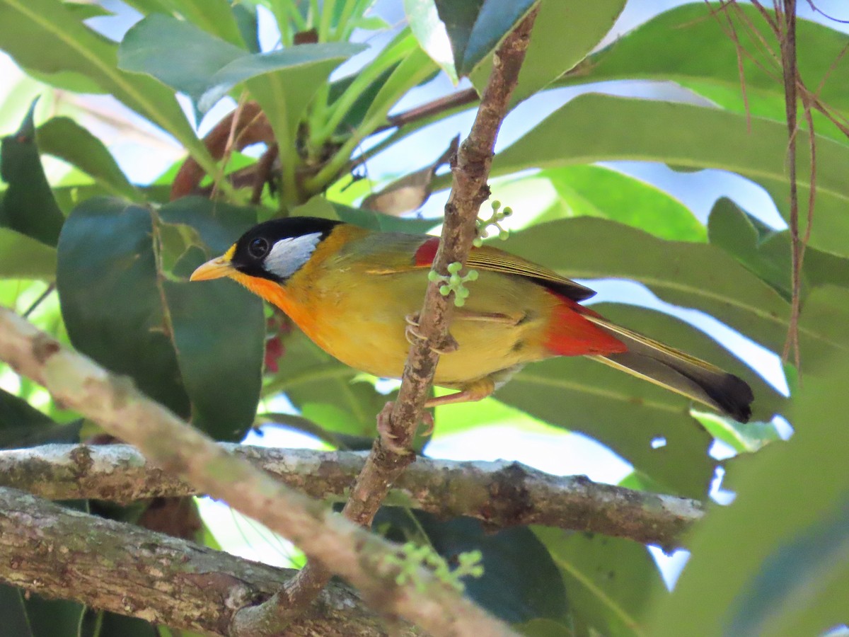 Silver-eared Mesia (Silver-eared) - ML615691747