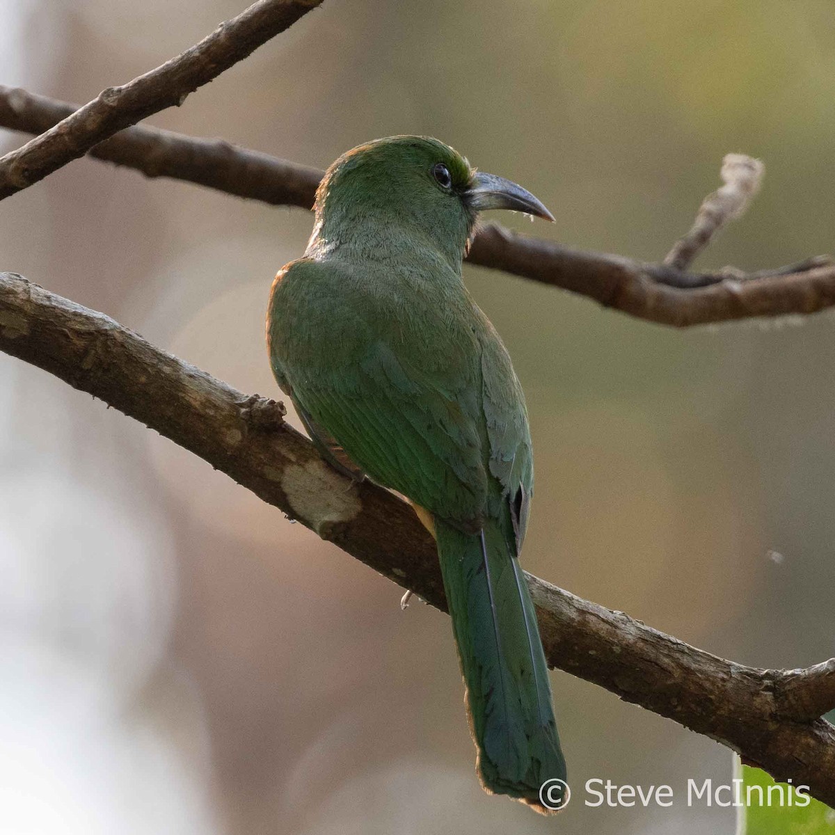 Blue-bearded Bee-eater - Steve McInnis