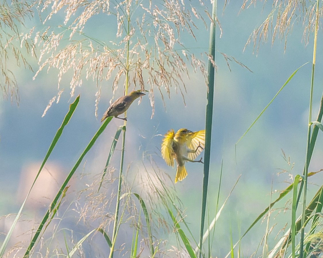 Village Weaver (Black-headed) - ML615691752