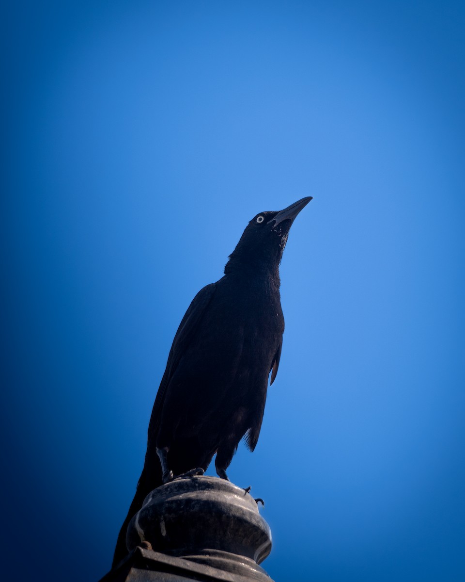 Great-tailed Grackle - ML615691787