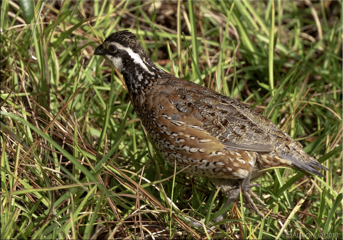 Colin de Virginie - ML615691805