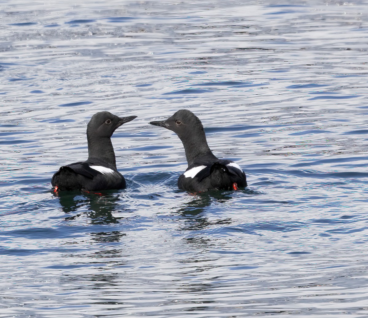 Pigeon Guillemot - ML615691809