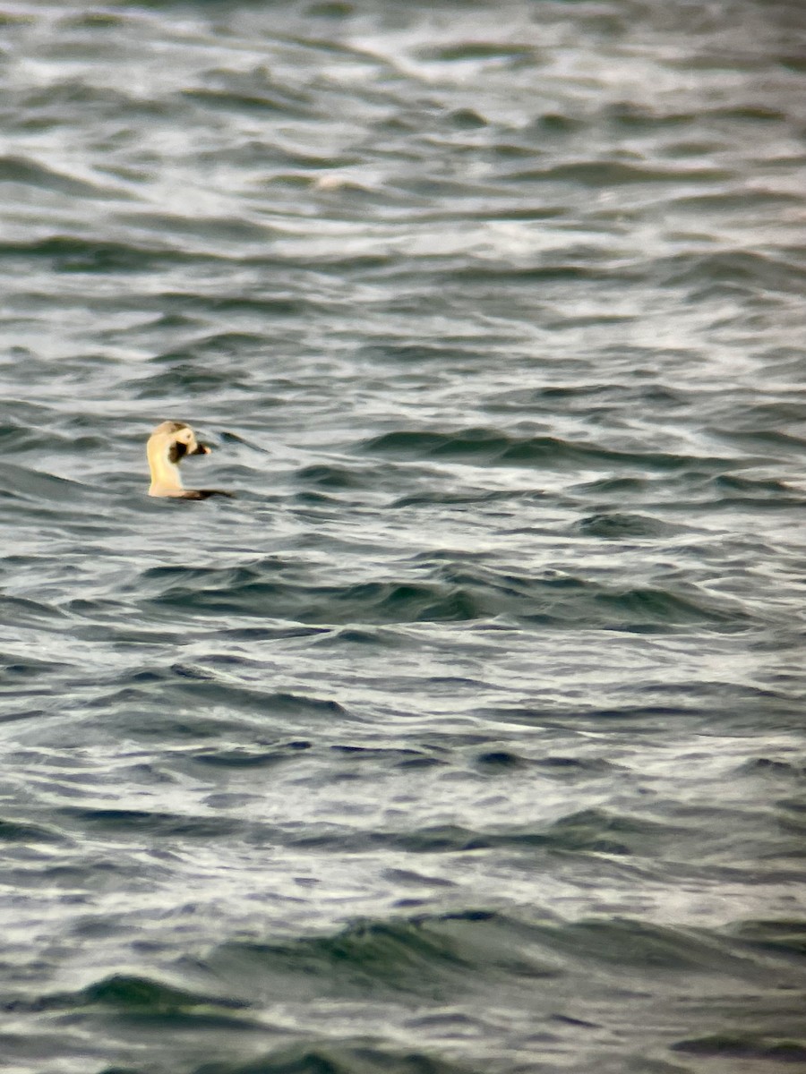 Long-tailed Duck - Cale Donegan