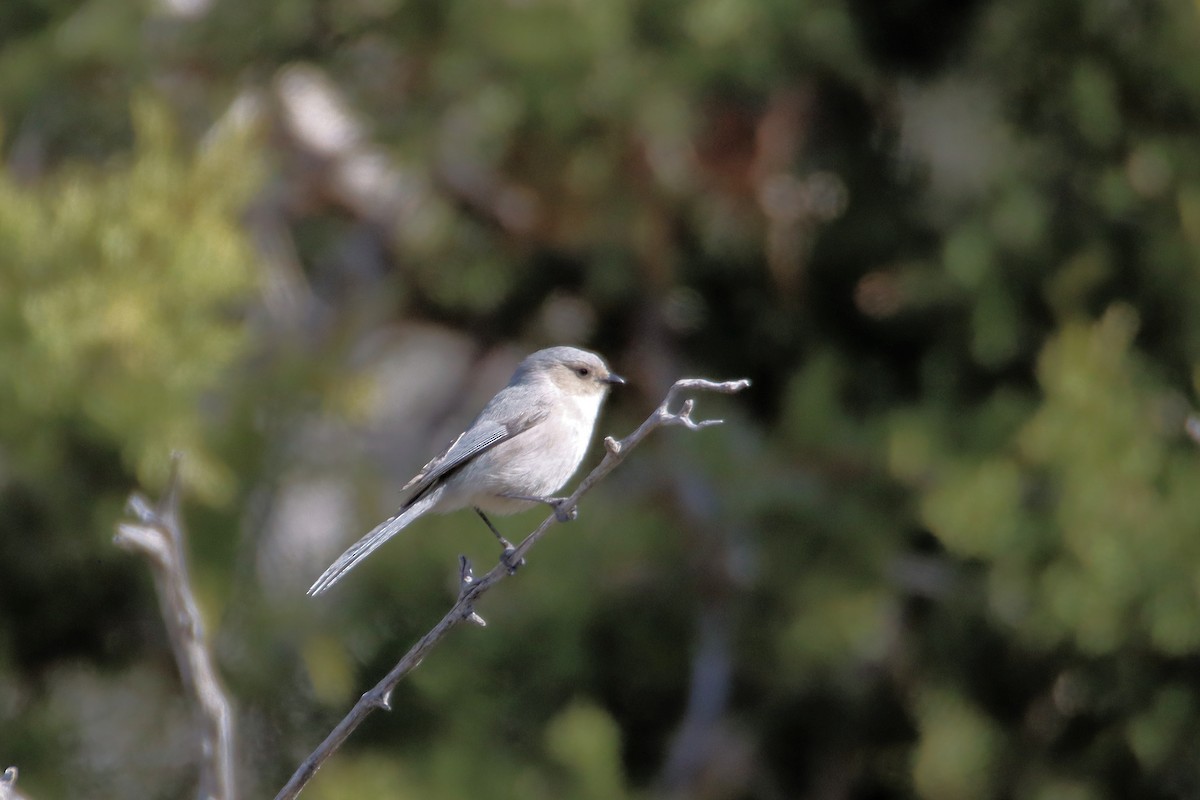 Bushtit - Diana Spangler