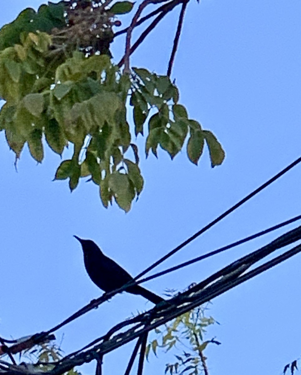 Black Catbird - ML615691836