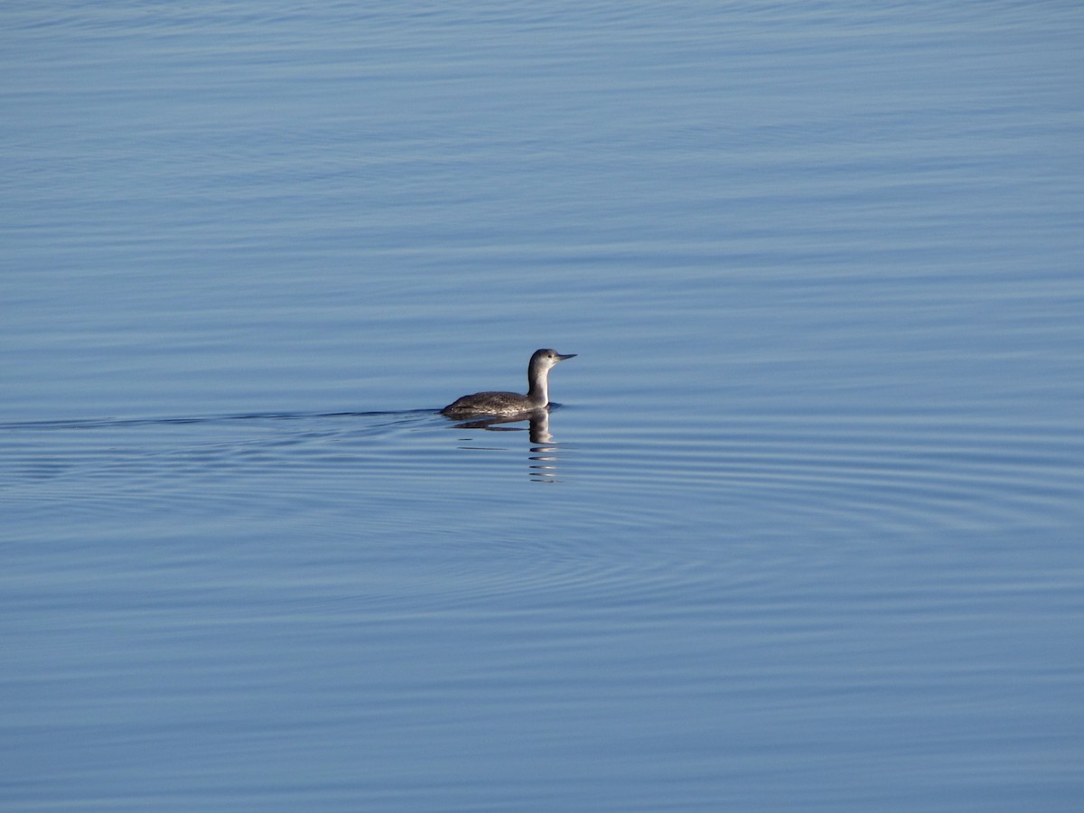 Red-throated Loon - ML615691853