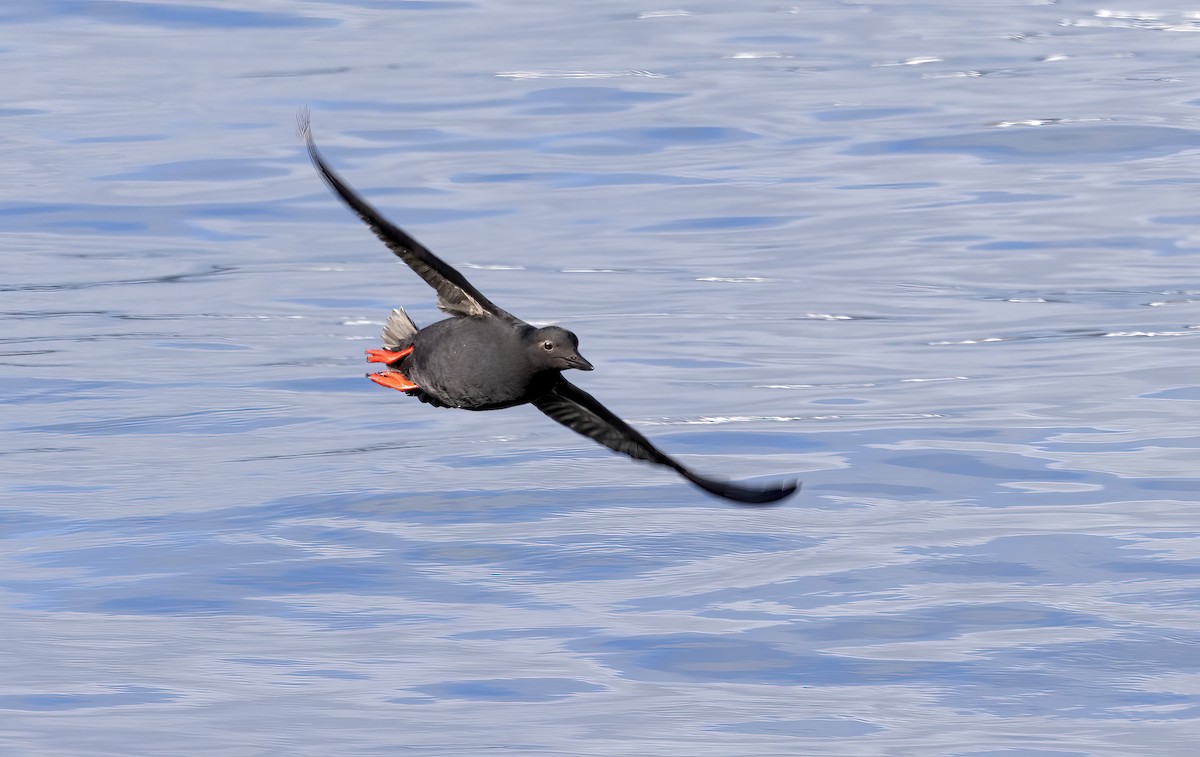 Pigeon Guillemot - Peter Candido