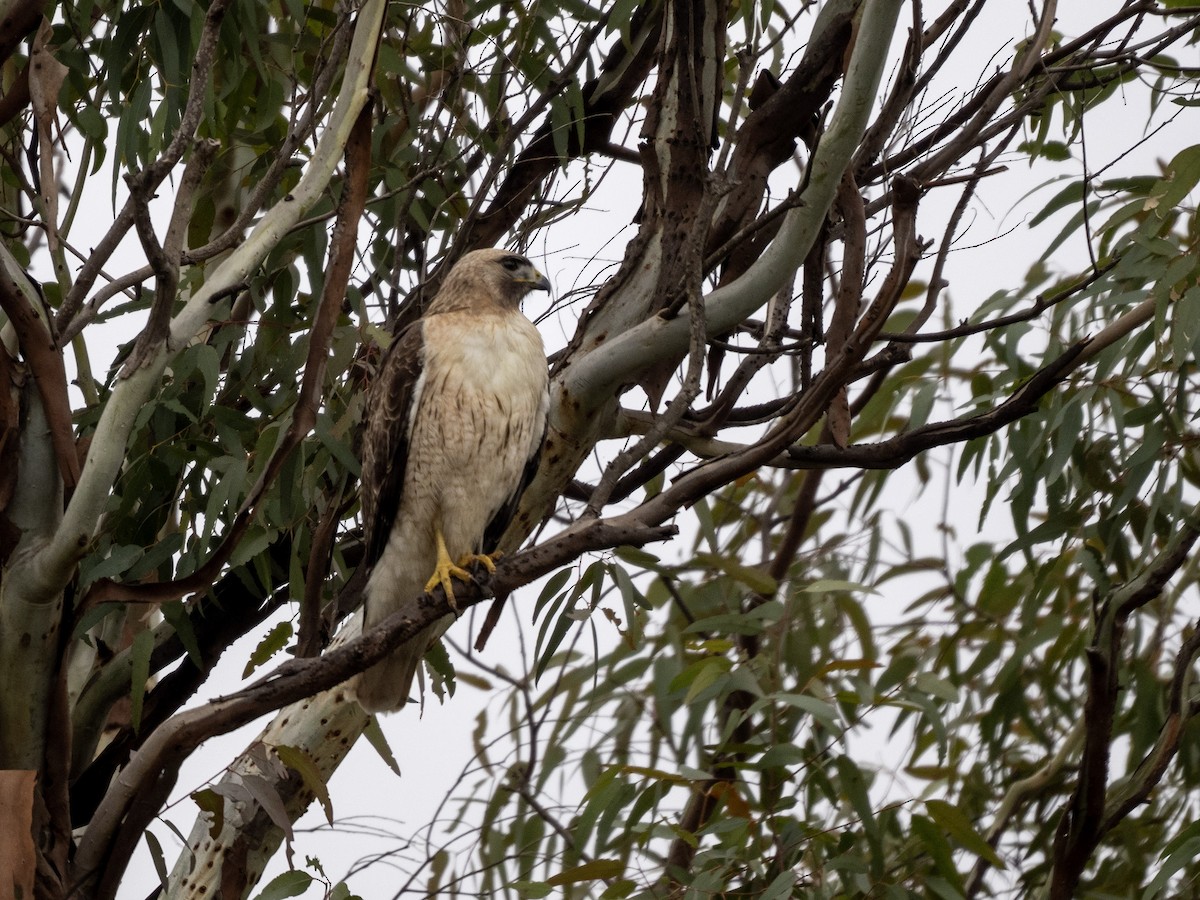 Red-tailed Hawk - ML615691869