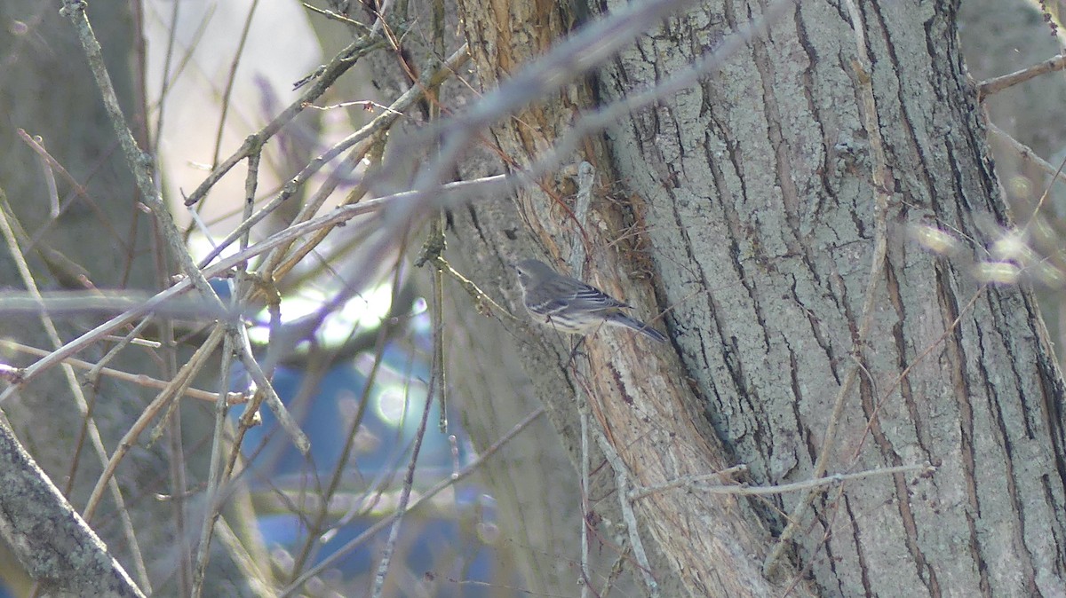 Yellow-rumped Warbler - ML615691870