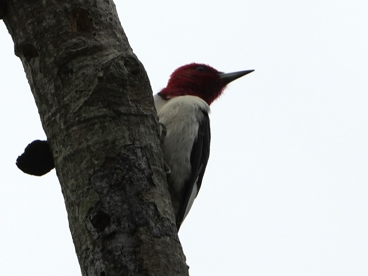 Red-headed Woodpecker - ML615691881