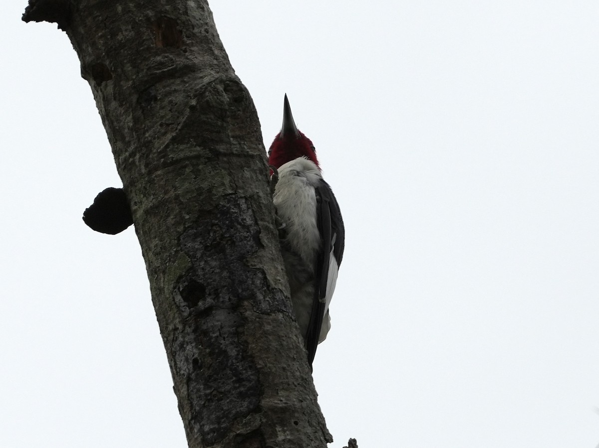 Red-headed Woodpecker - ML615691882