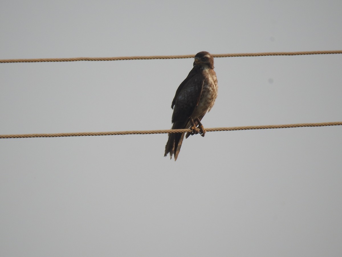 White-eyed Buzzard - ML615691926