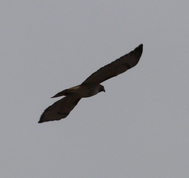 Red-tailed Hawk - ML615691939