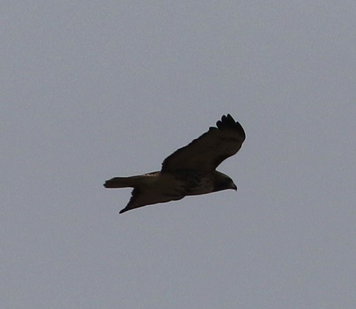 Red-tailed Hawk - ML615691943