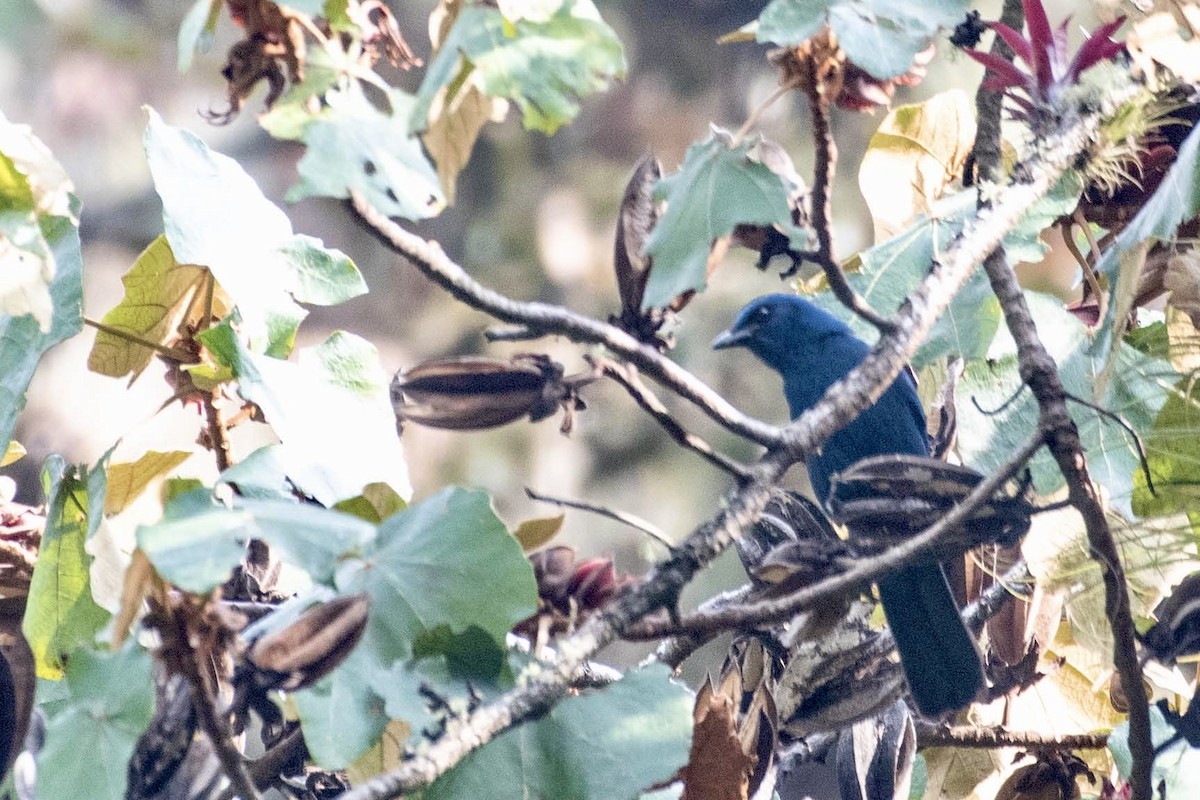 Unicolored Jay - Gayle Bachert