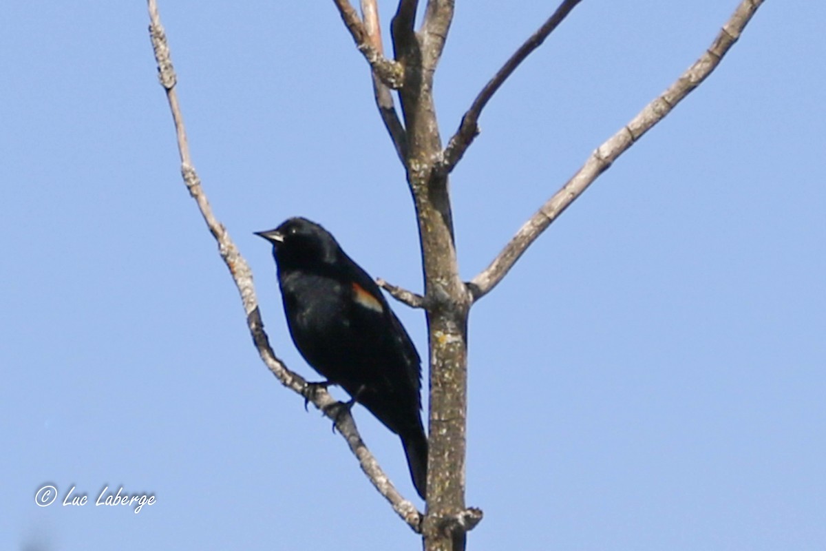 Red-winged Blackbird - ML615692026