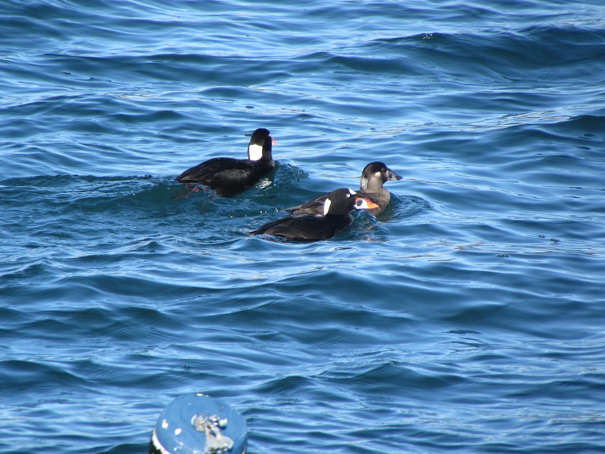 Surf Scoter - Kim Clark