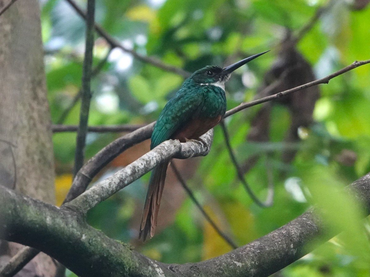 Jacamar à queue rousse - ML615692079