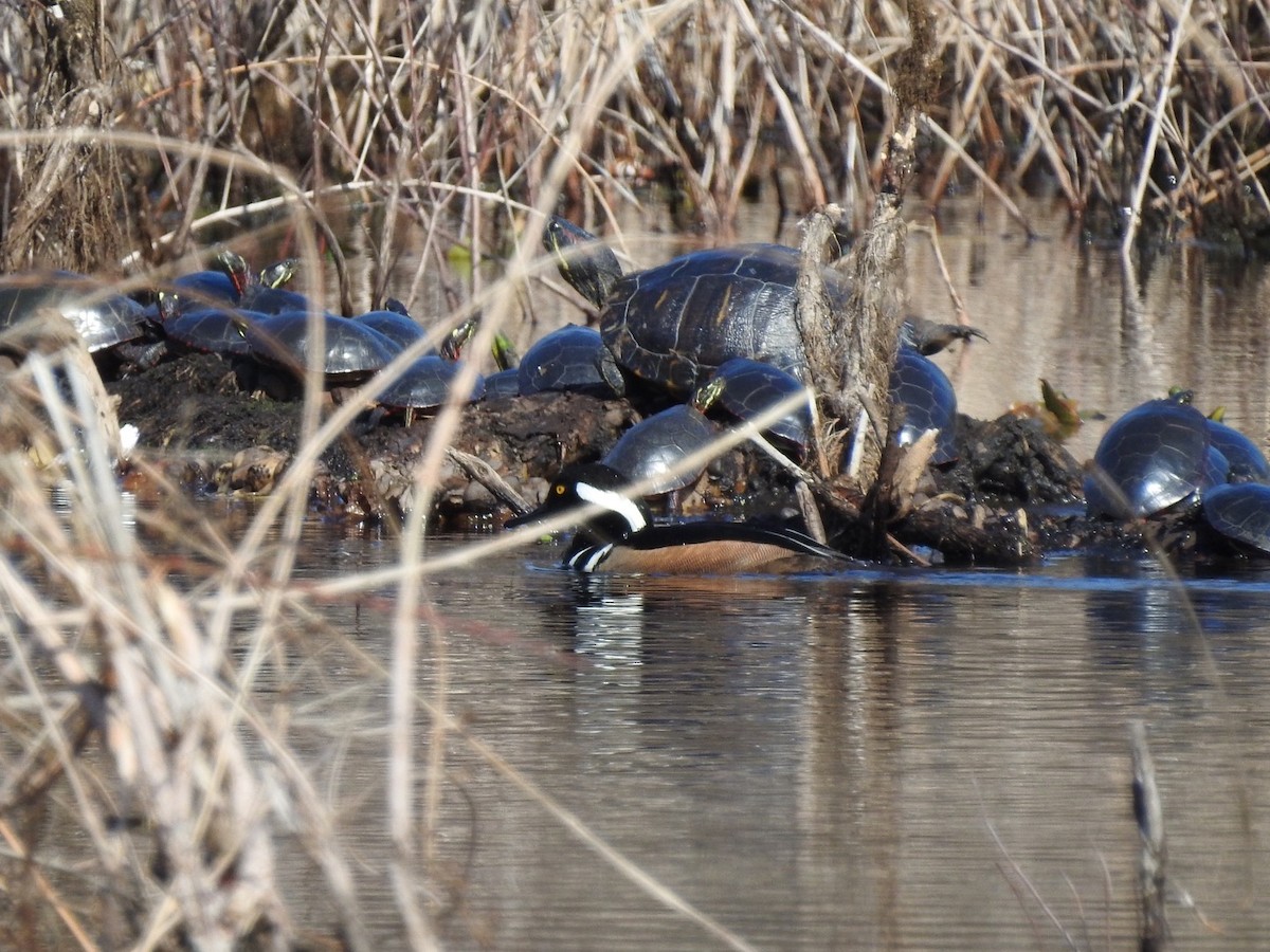 Hooded Merganser - ML615692085