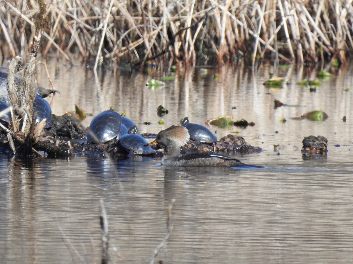 Hooded Merganser - ML615692086