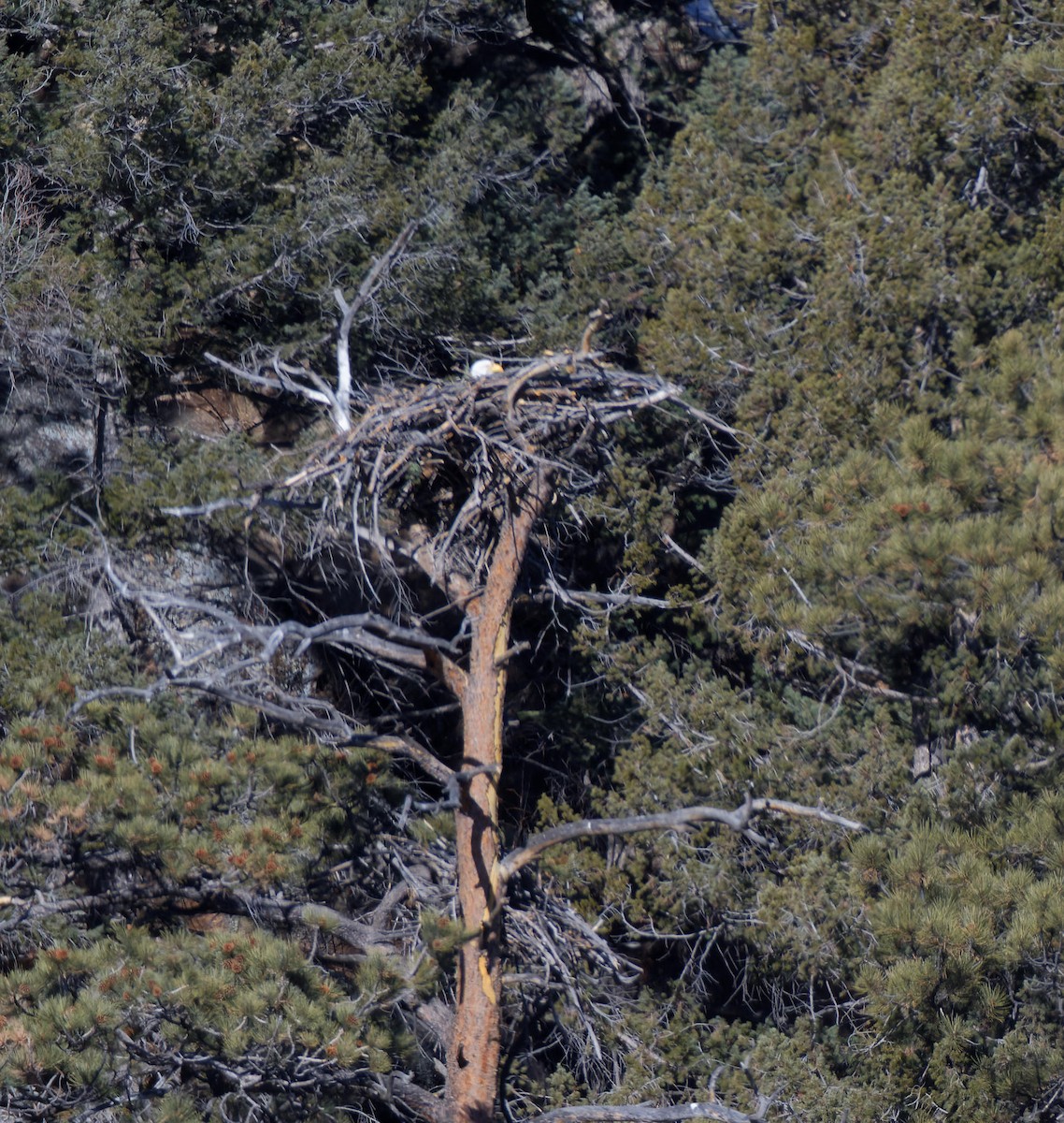 Bald Eagle - ML615692089
